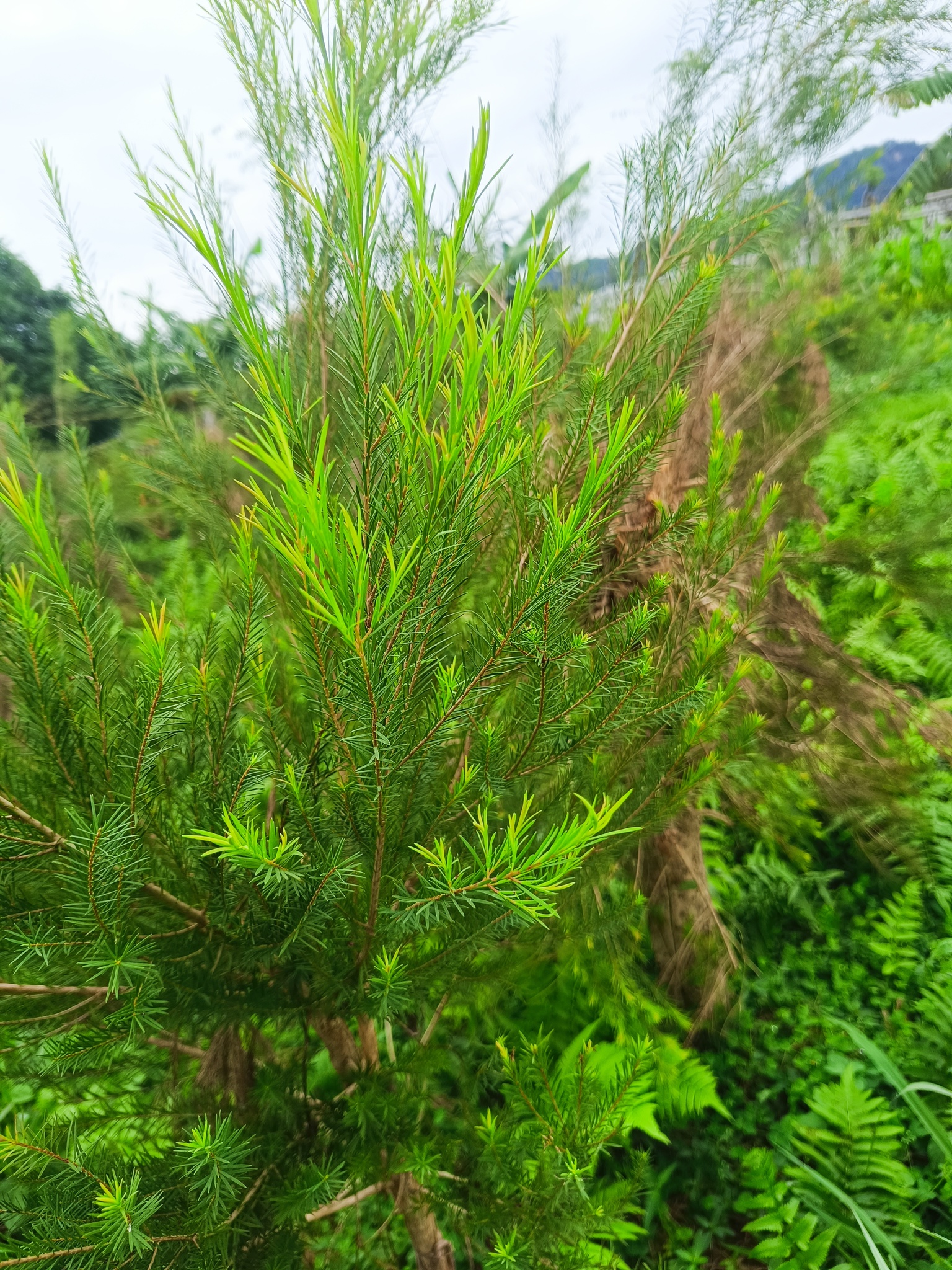 澳洲茶樹是頭社羊角村的主要農作物