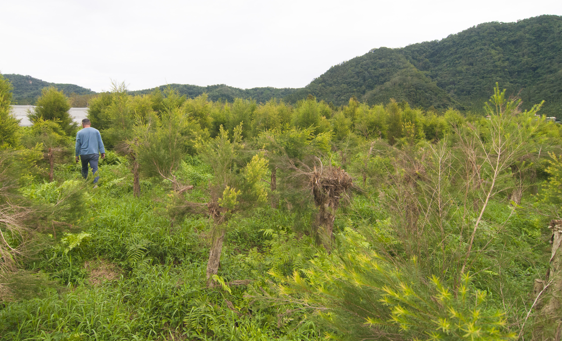 頭社羊角村─盆地上的澳洲茶樹農場